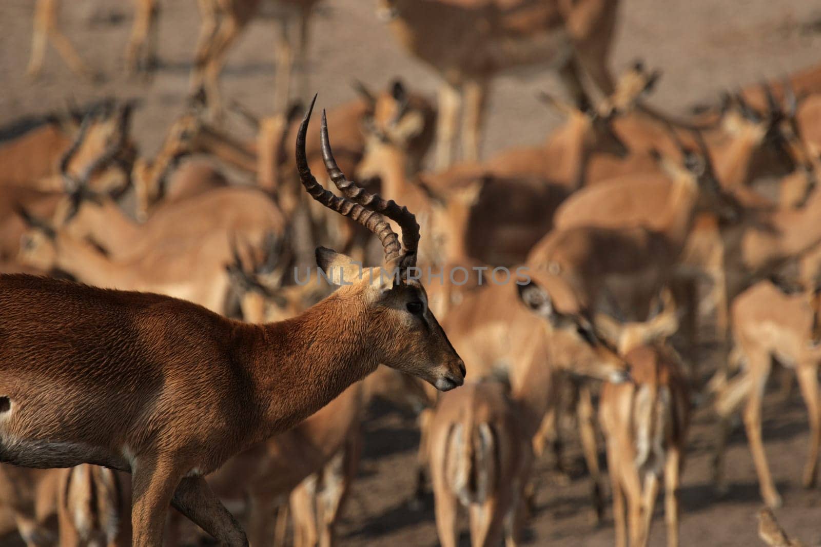 Black-nosed impalas