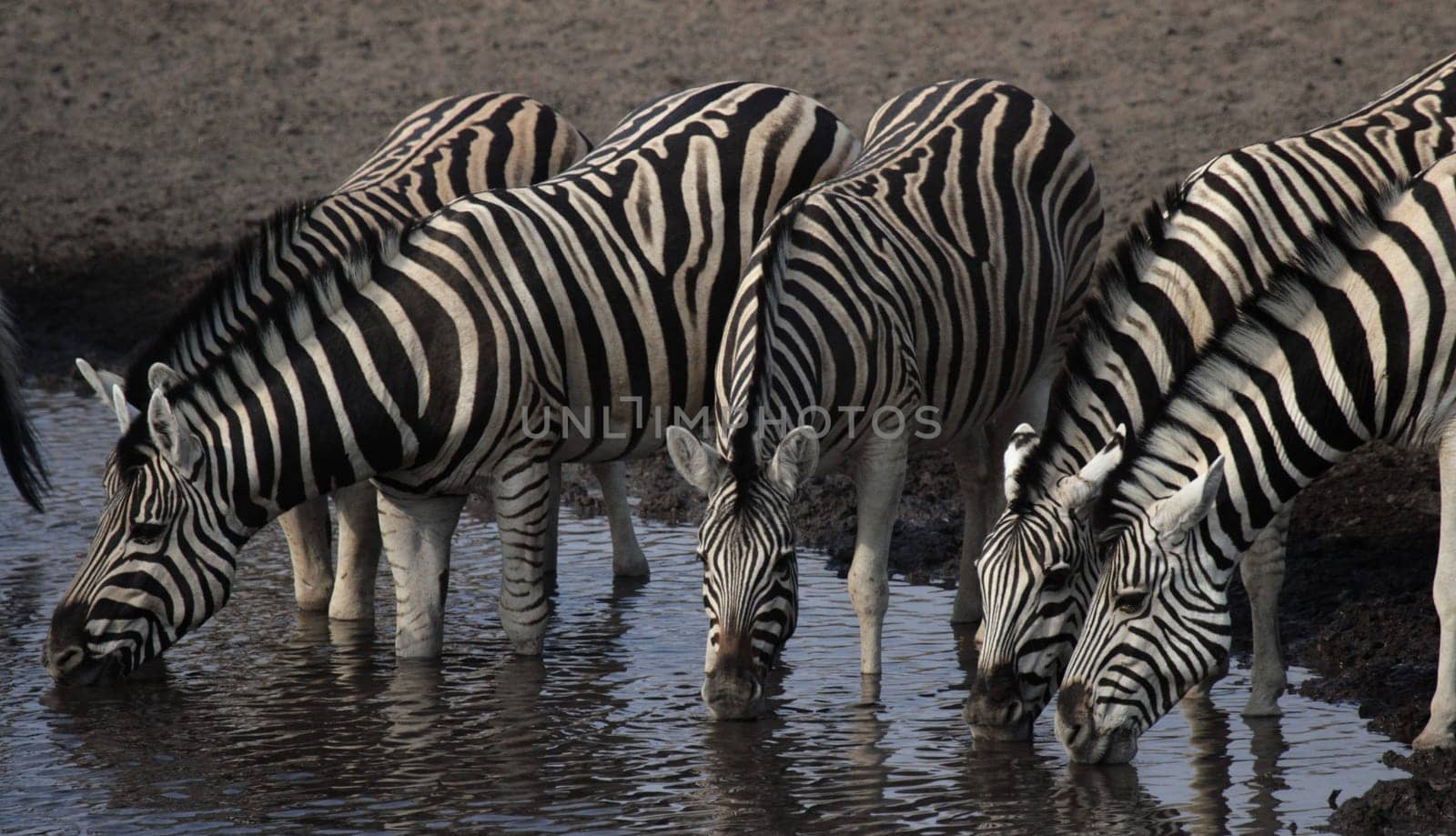 Drinking zebras at the waterhole in Etosha National Park,Namibia