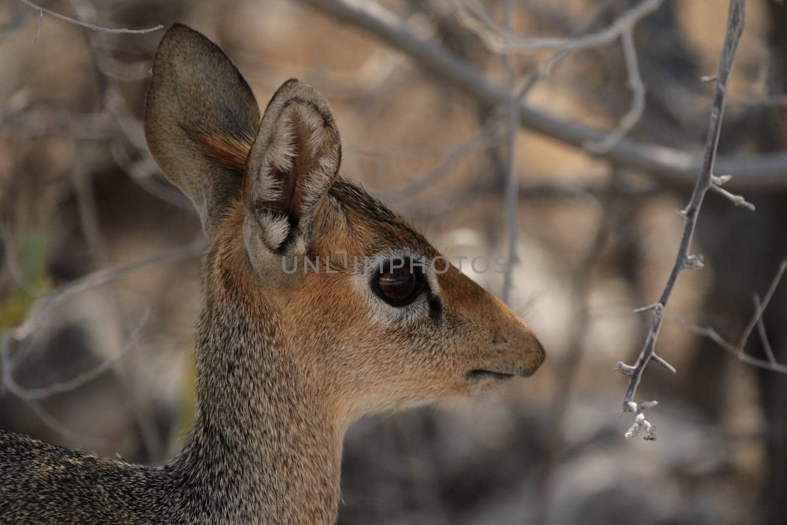 Damara Dik-Dik (Madoqua damarensis)
