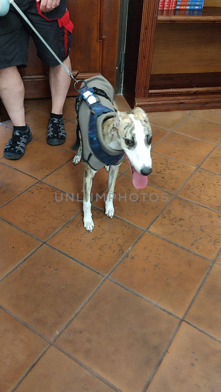 Dog wearing harness pet animal pets indoor people . High quality photo