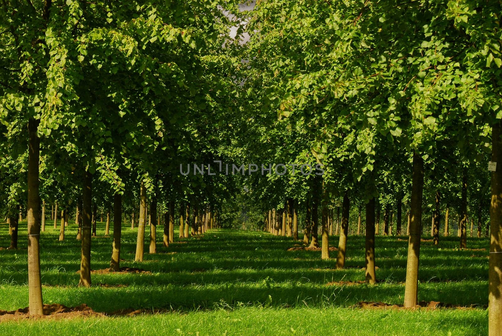 Nursery