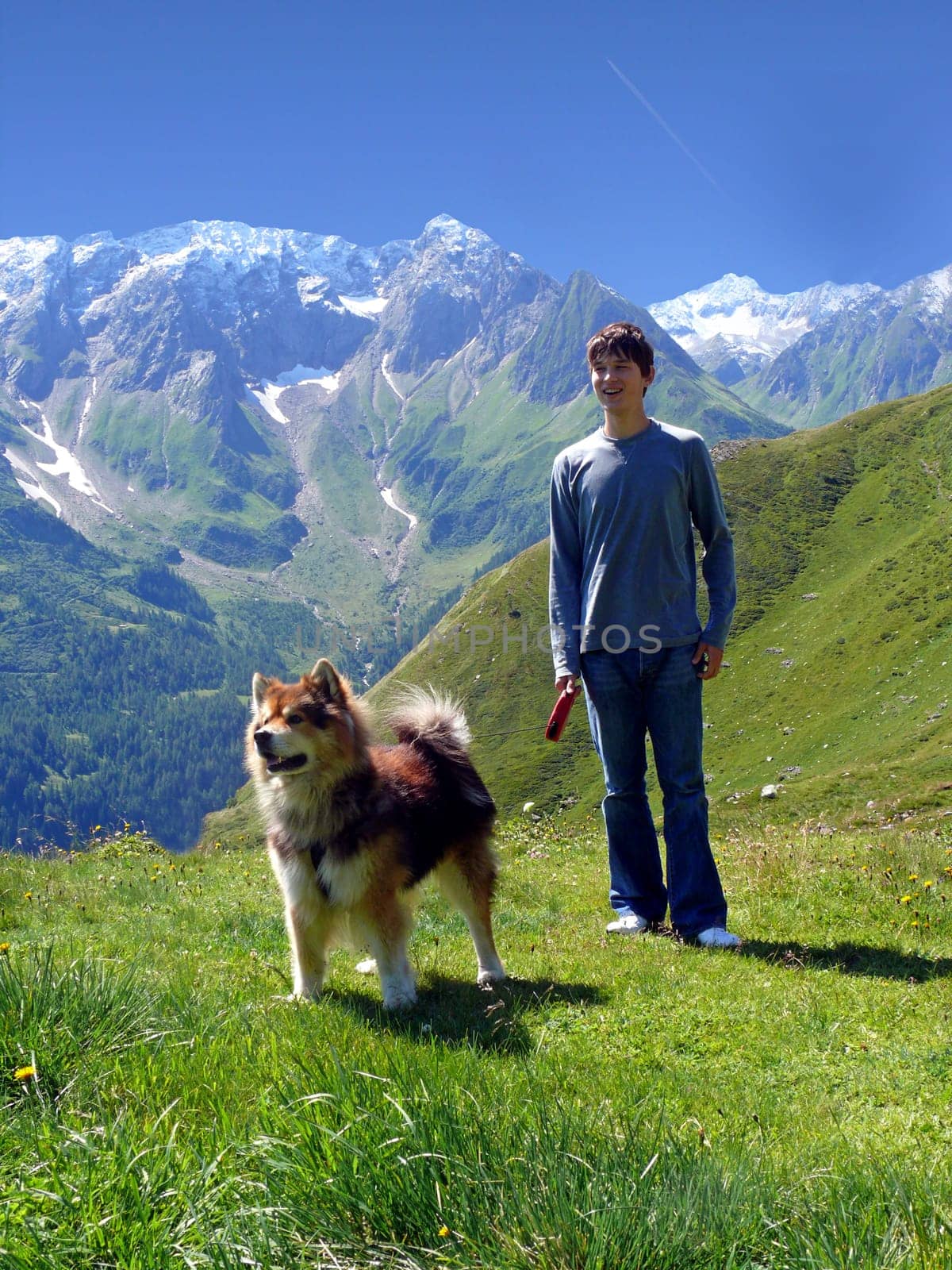 Dog alpine