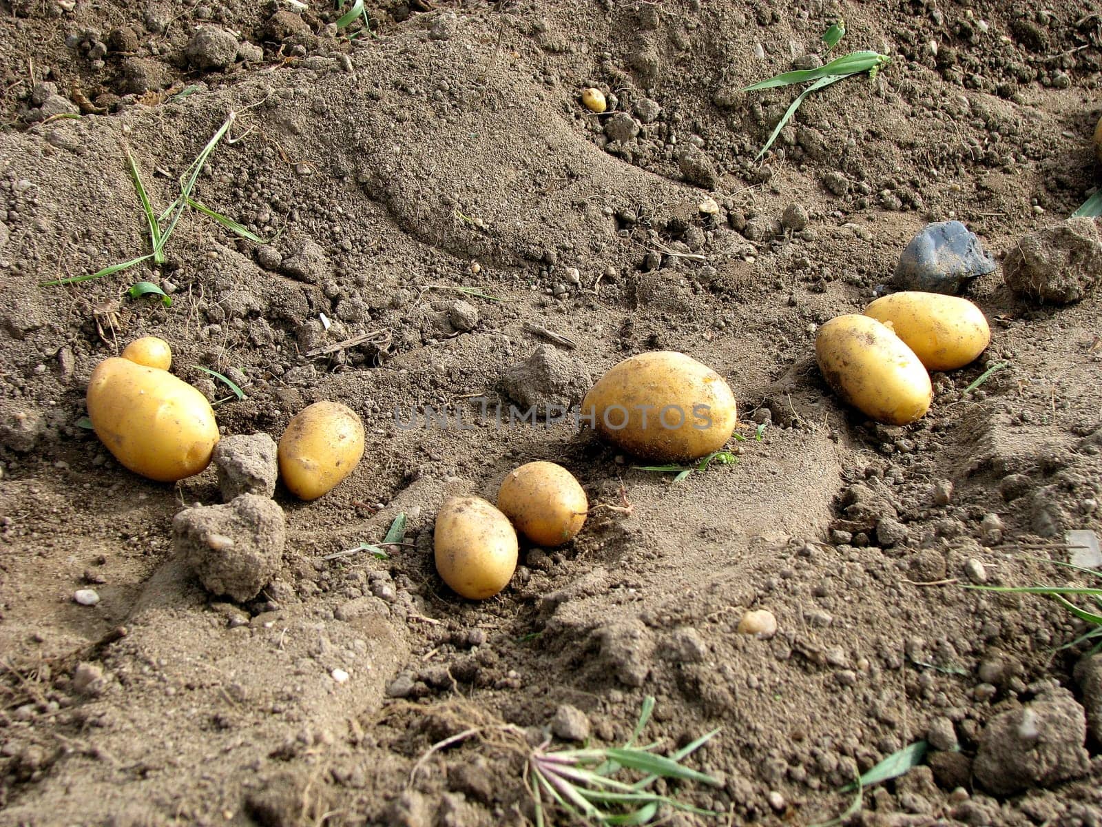 Potato harvest