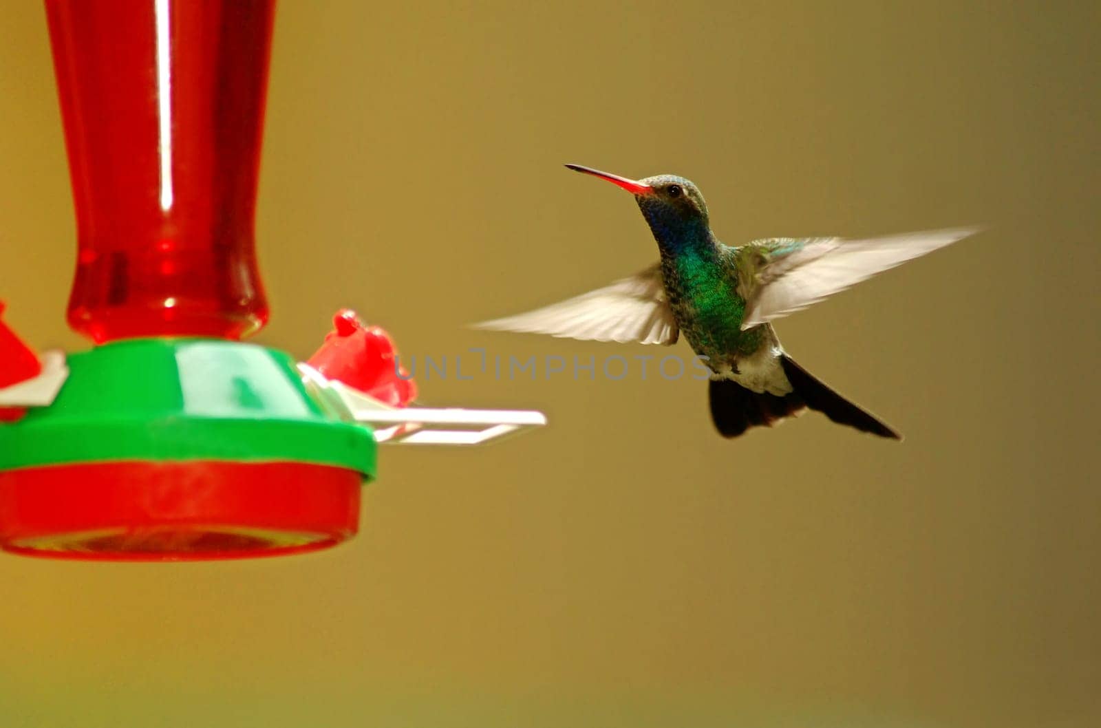Trochilidae - Hummingbird