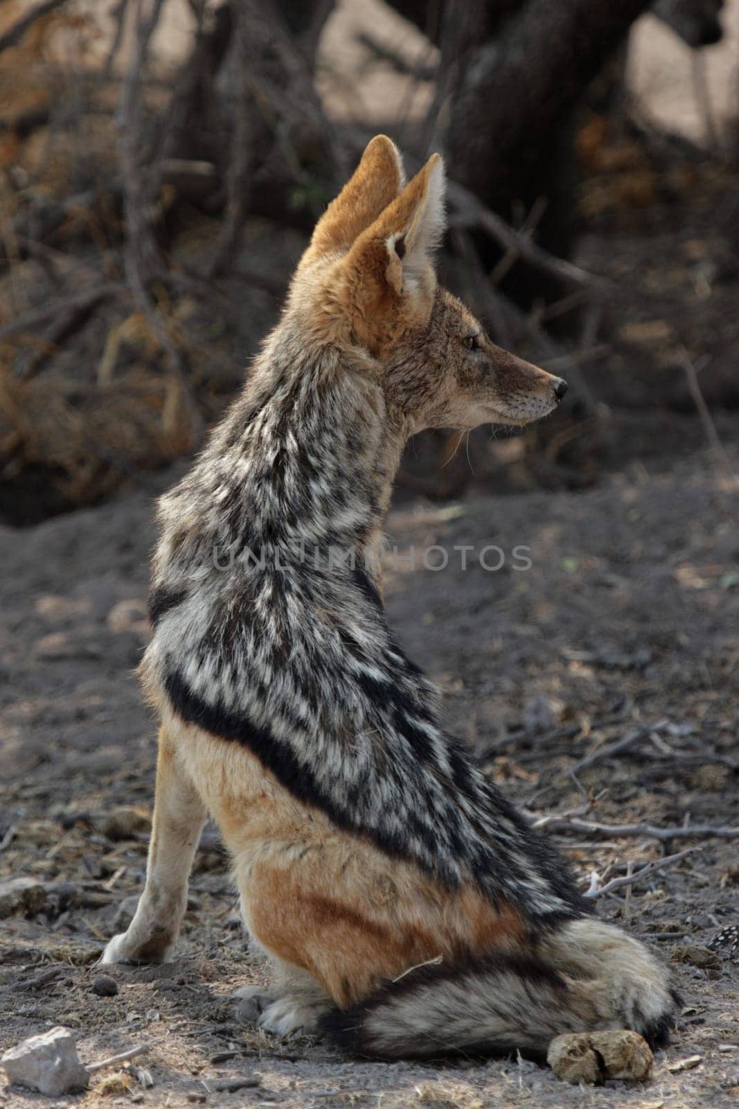 Black-backed jackal (Canis mesomelas)