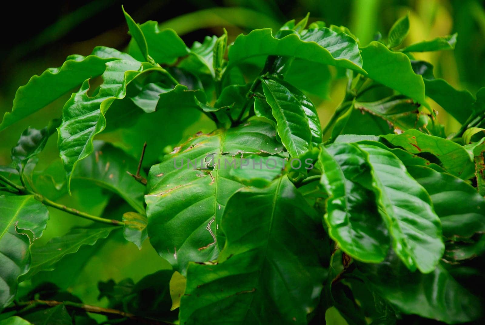 Coffee plant