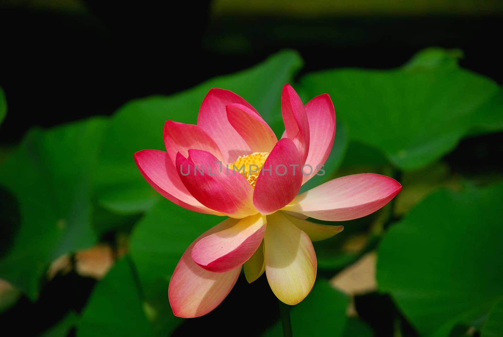 Lotus Flower