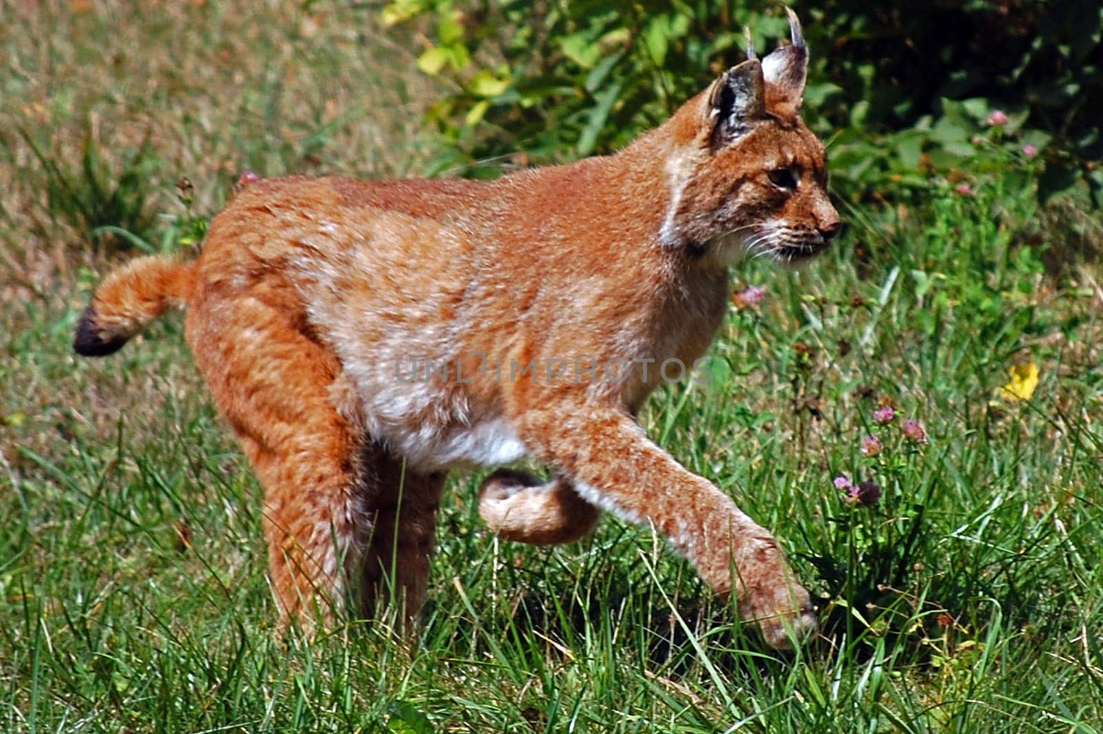 Lynx