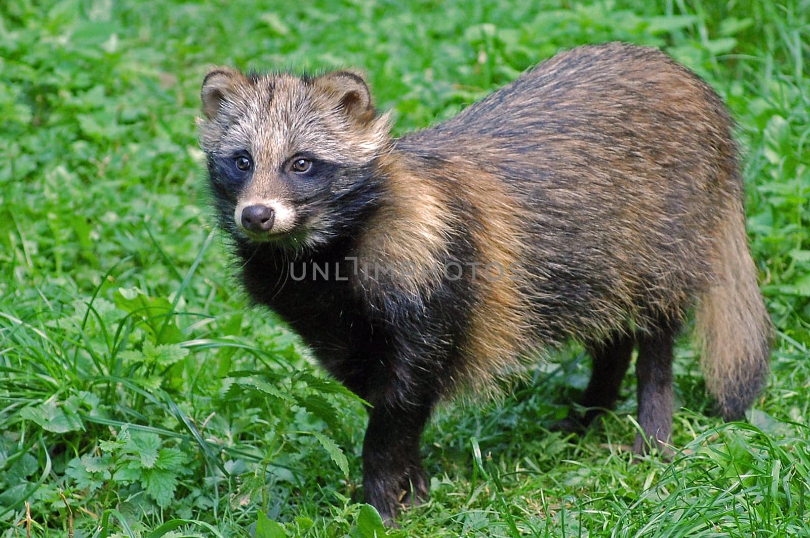 Raccoon dog