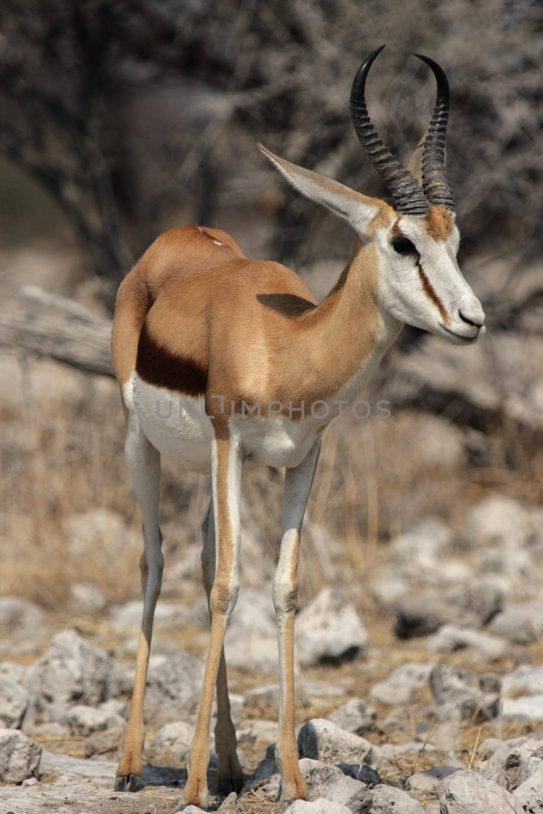 Springbok (Antidorcas marsupialis) in Etosha National Park,Namibia