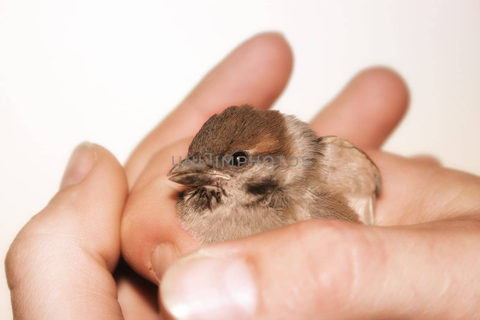 Sparrow