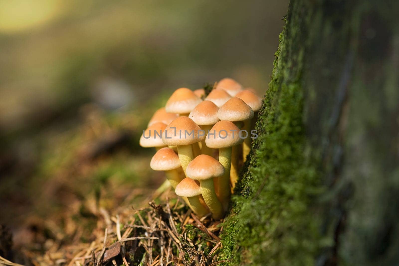 Sulfur tuft