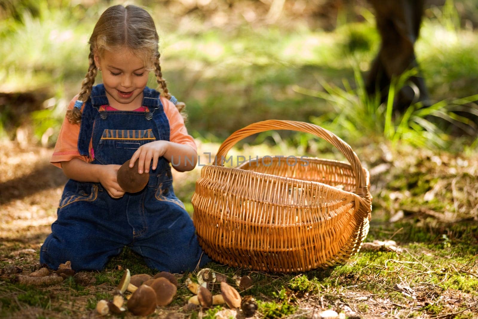 Mushroom picking