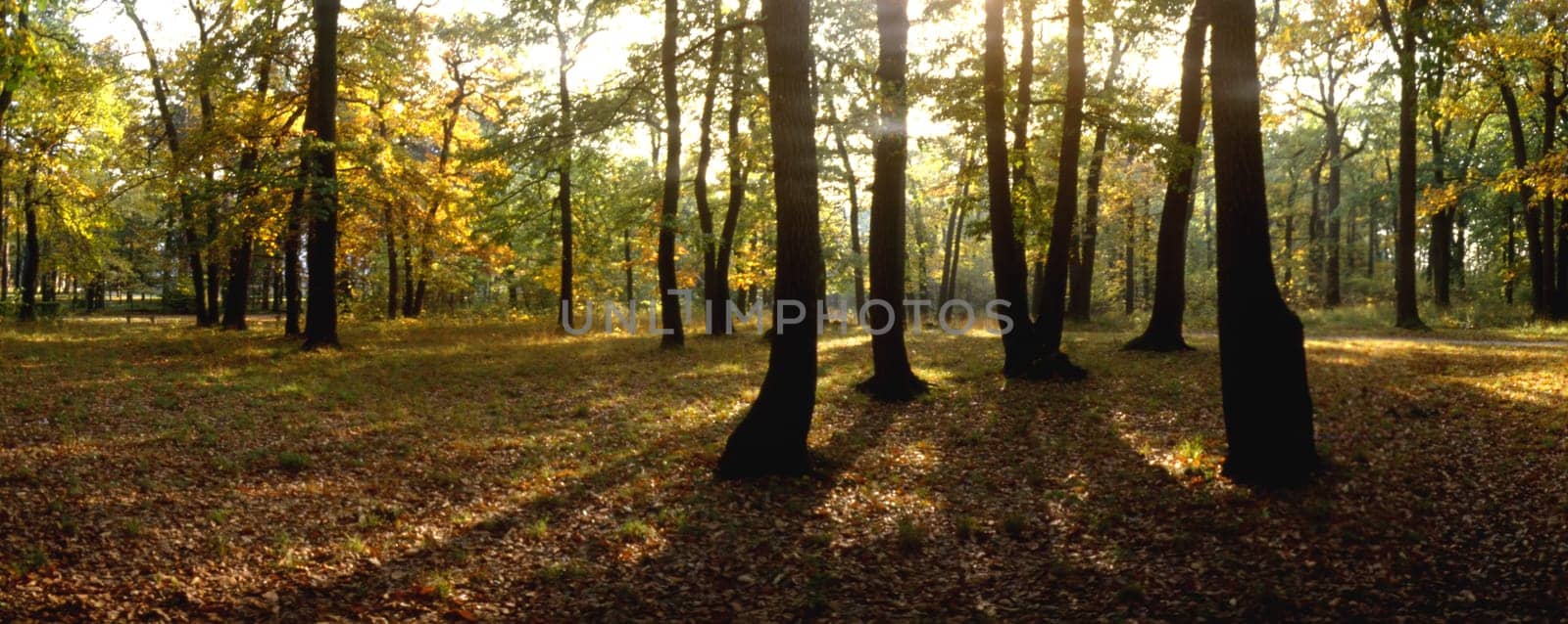 Autumn in forest