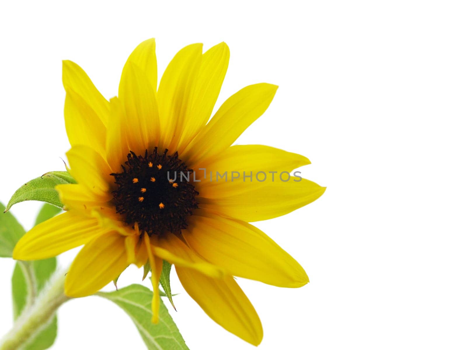 Young Sunflower