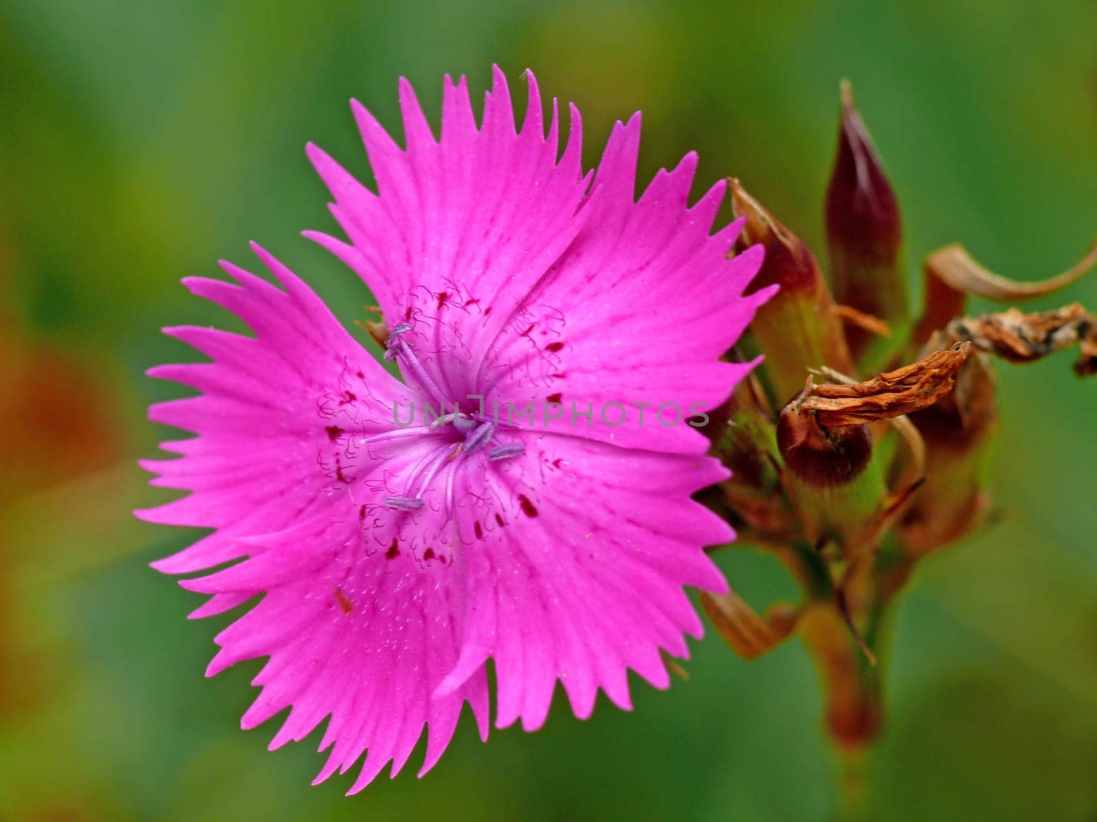 Dianthus seguieri,also: Dianthus silvaticus: The reddish-violet to pink-coloured,toothed and dotted petals are larger than those of the similar Carthusian carnation (Dianthus carthusianorum)