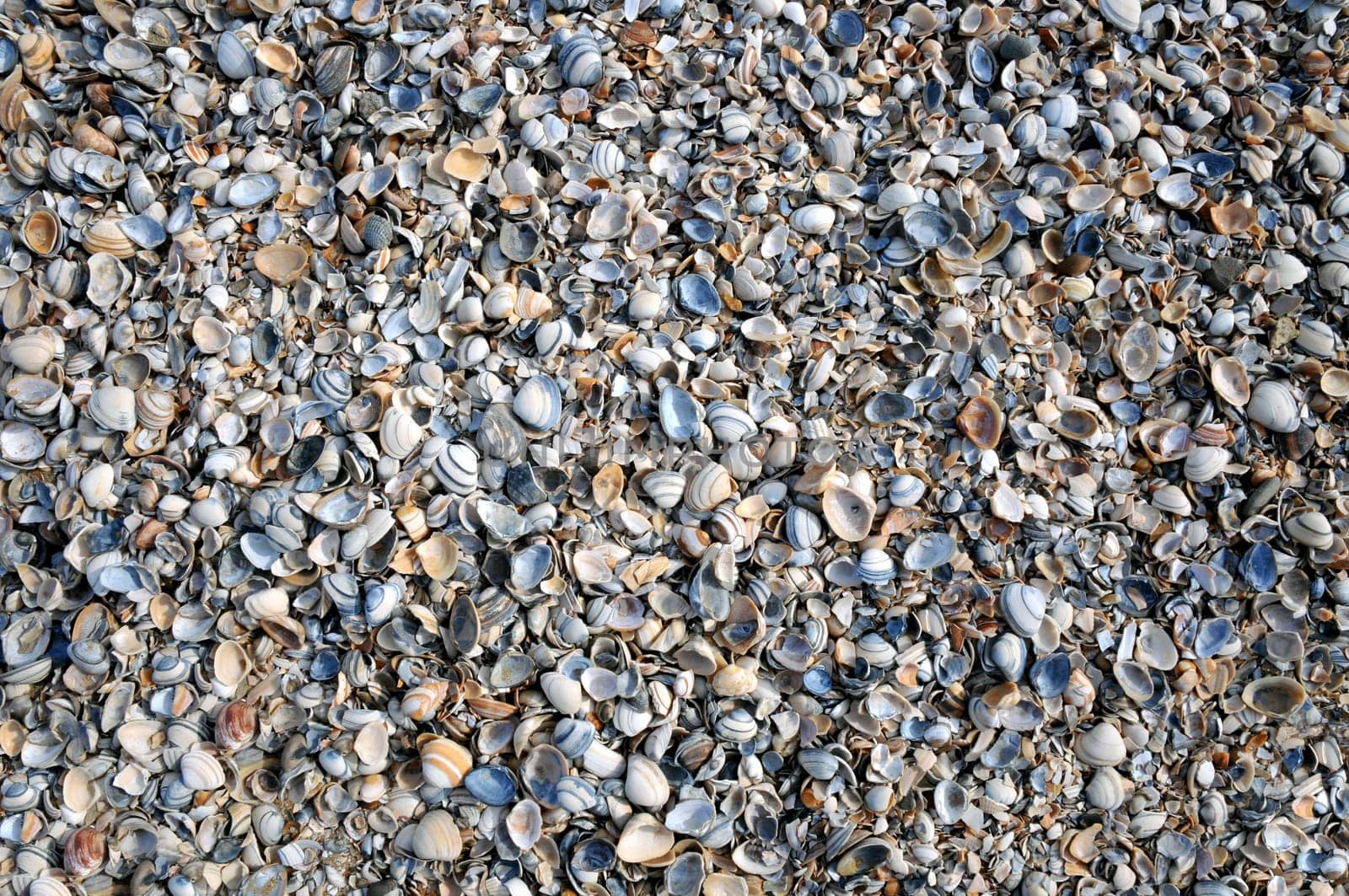 Mussels