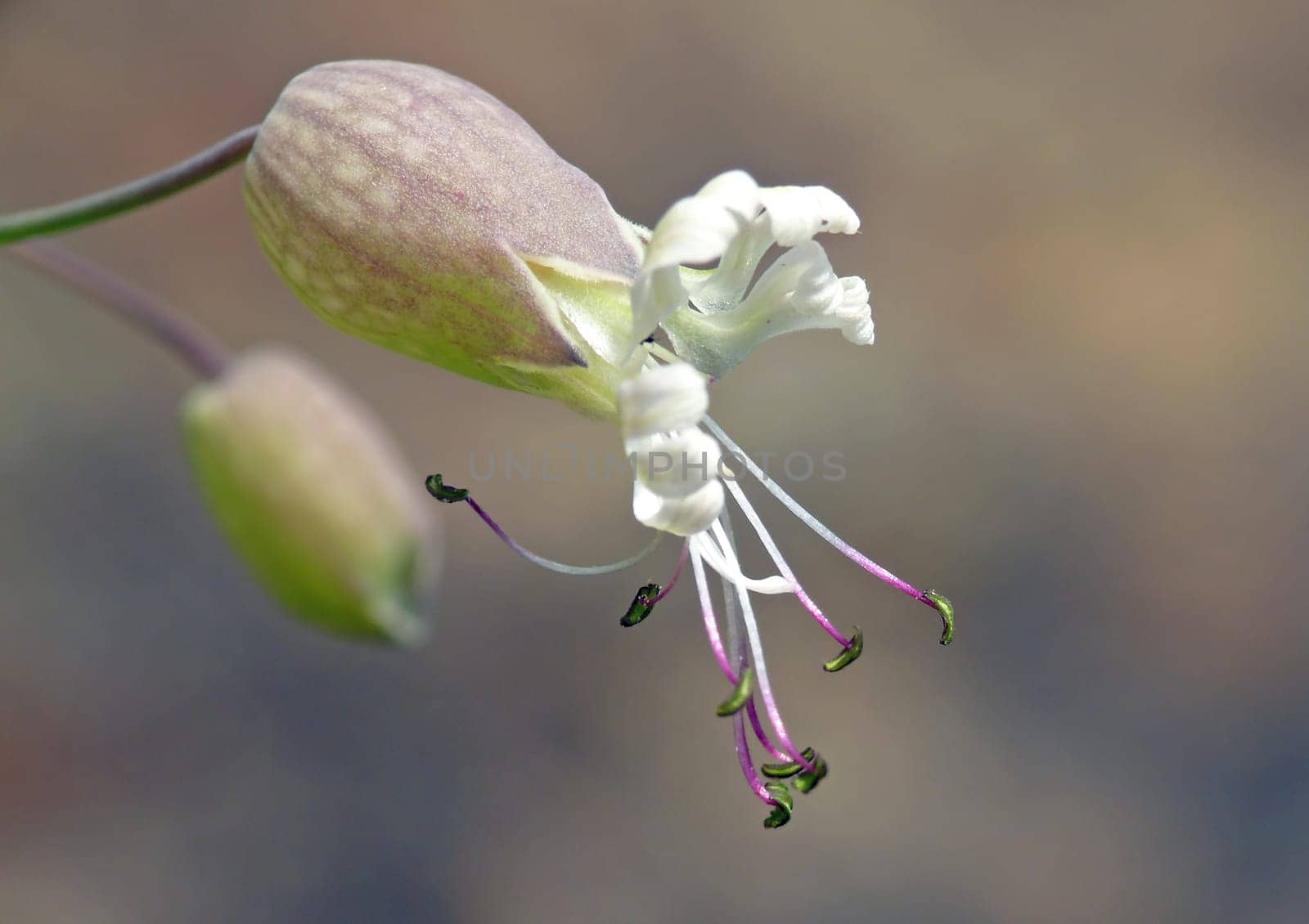 In the past,soapy water was boiled from the roots of the inflated gluewort. This meadow plant is a valuable source of food for moths.