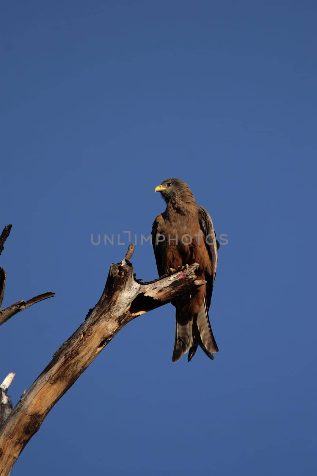 Black kite (Milvus migrans)