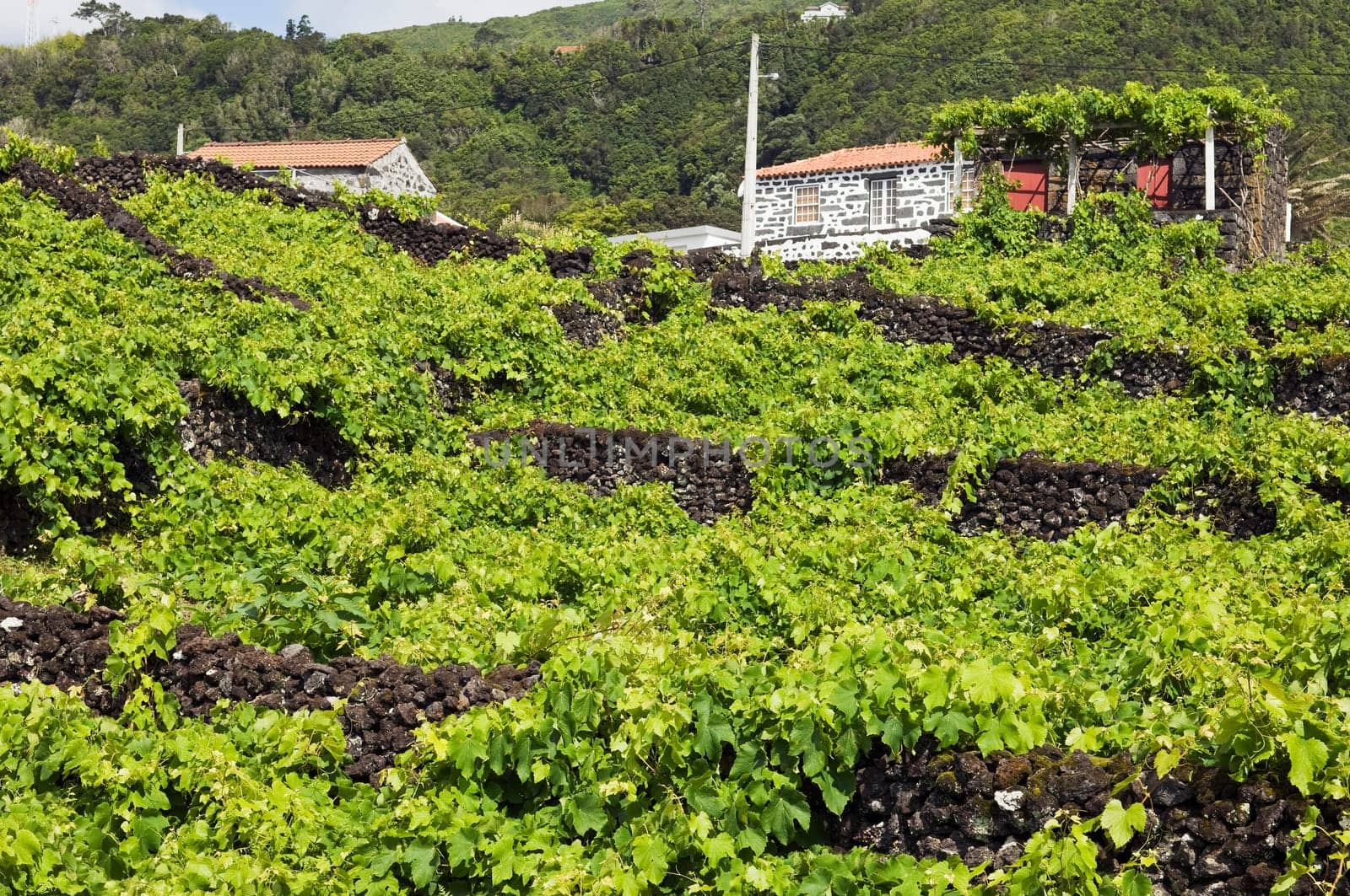 Vineyars of Pico Island, Azores