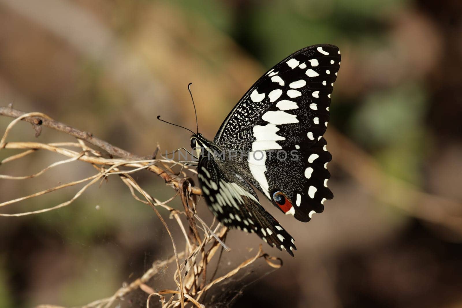 Citrus Swallowtail (Papilio demodocus