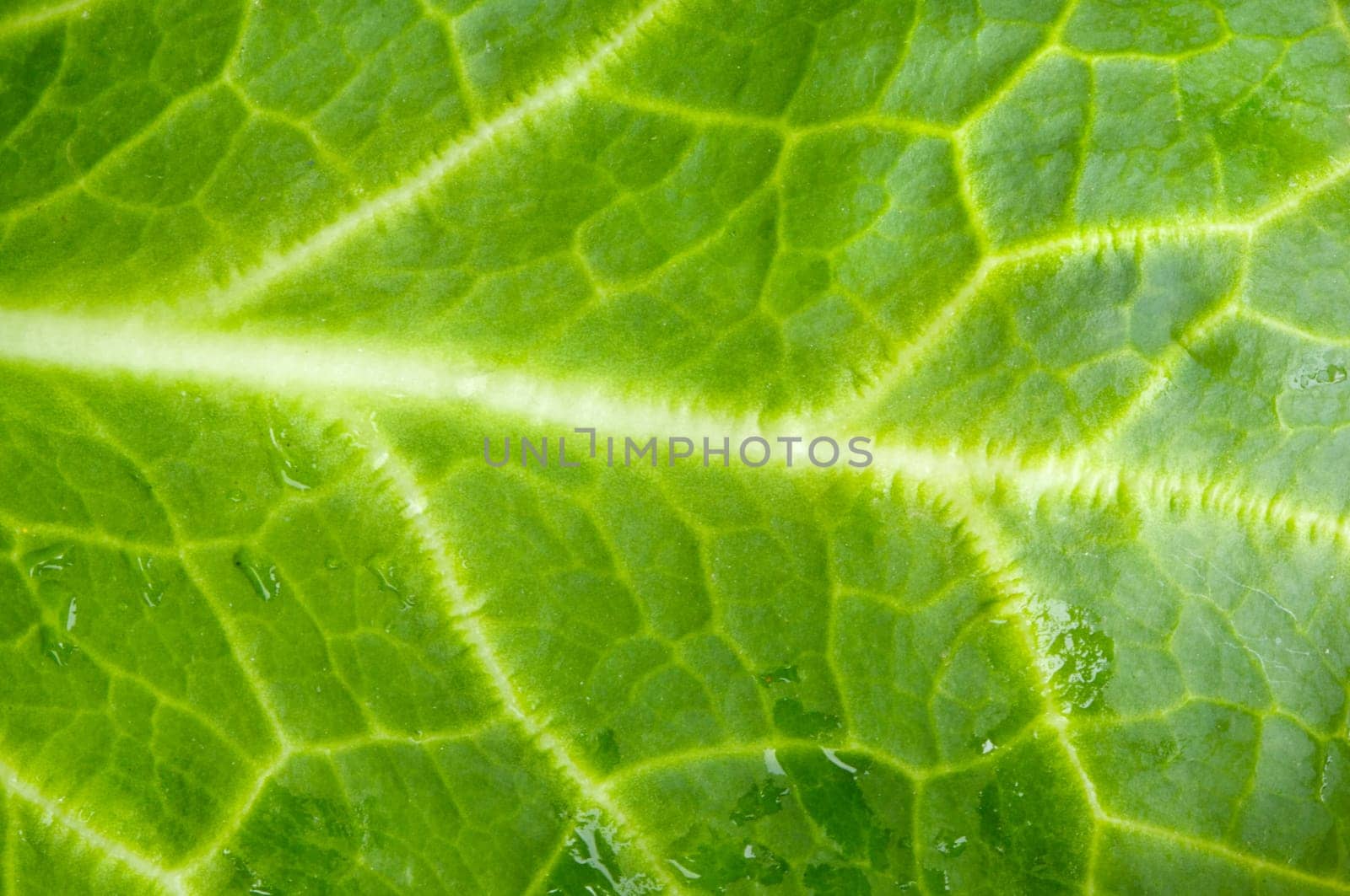 a photo macro of leaf green lettuce and