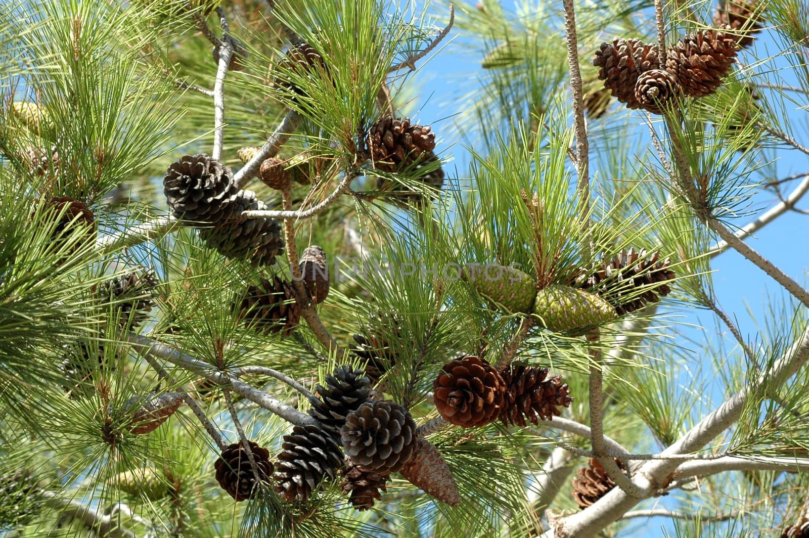 Pine Cones