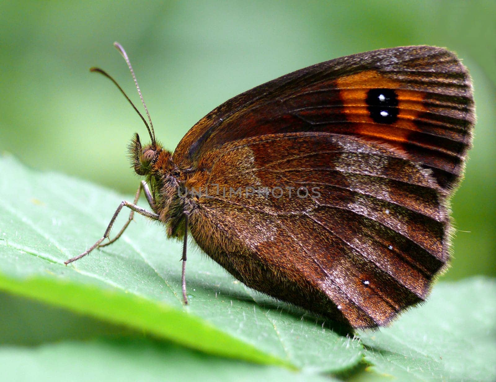 Moored butterflies belong to the family Satyridae. It is a group of species that are difficult to distinguish. What they have in common is the brown ground coloration and orange-colored areas in the front third of the wings with a characteristic A