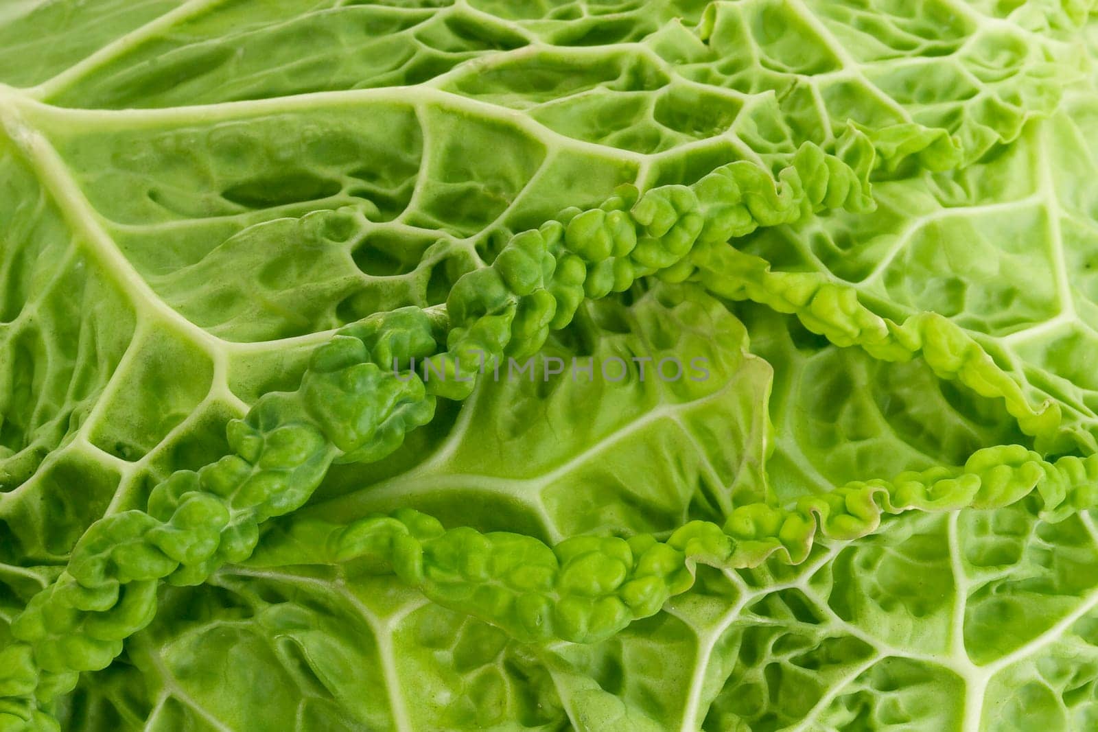 Savoy cabbage in detail