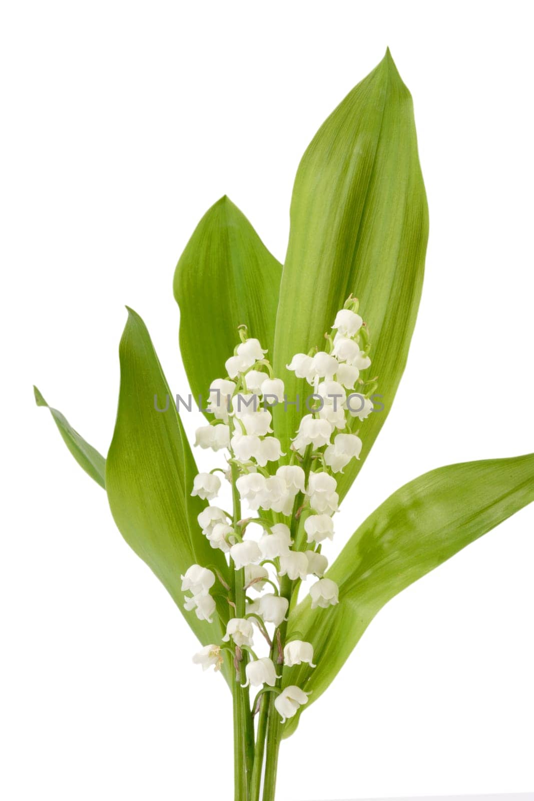 Cut flowers