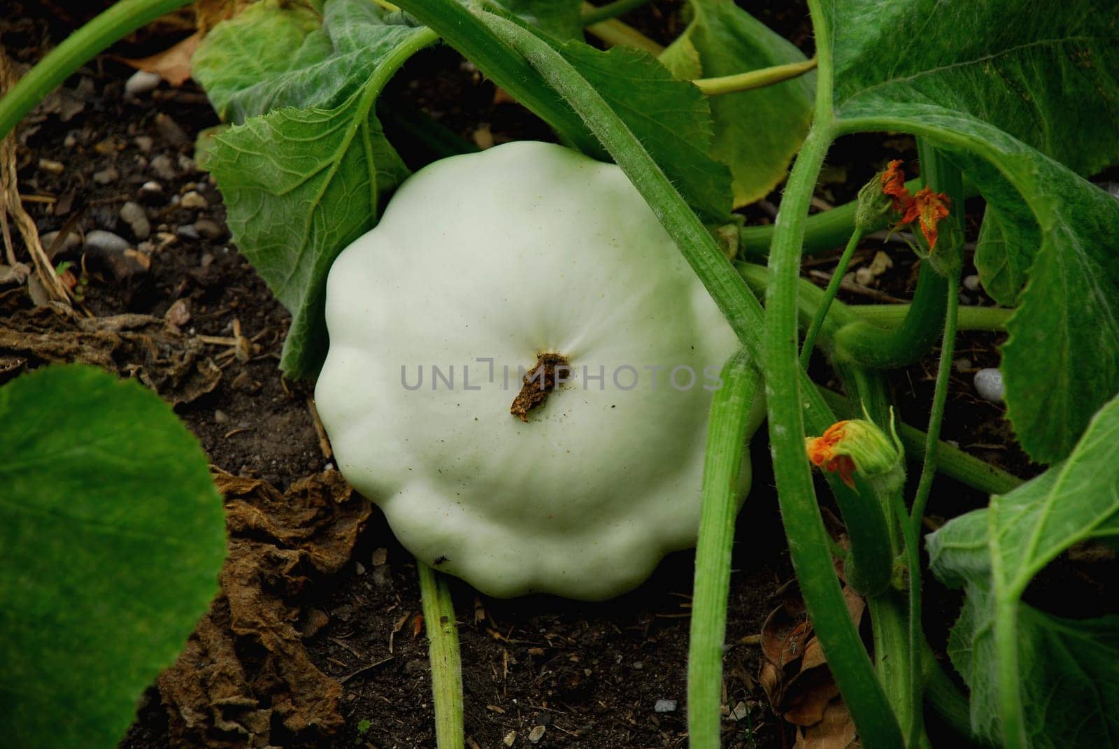 pumpkin