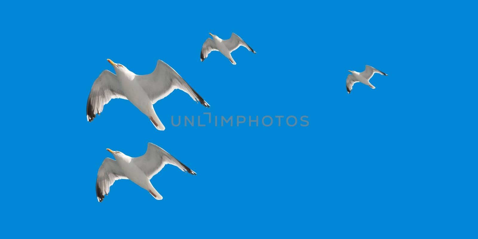 Seagulls in the sky