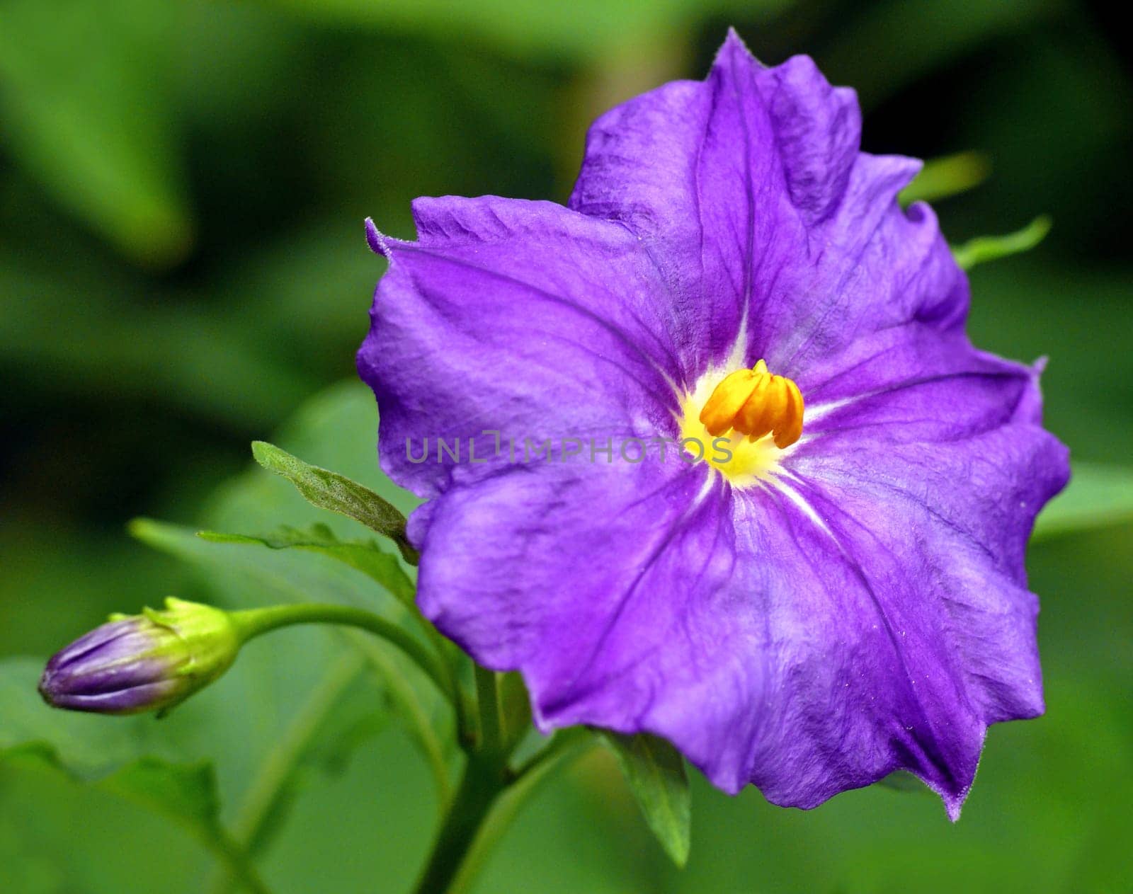 Solanum rantonnetii,the &amp #8222 Blue Nightshade&amp #8220 from the Solanaceae family is a popular container plant. Colloquial is &amp #8211 because of the blue-violet flowers - also the term "gentian bush"" is common. Sys"
