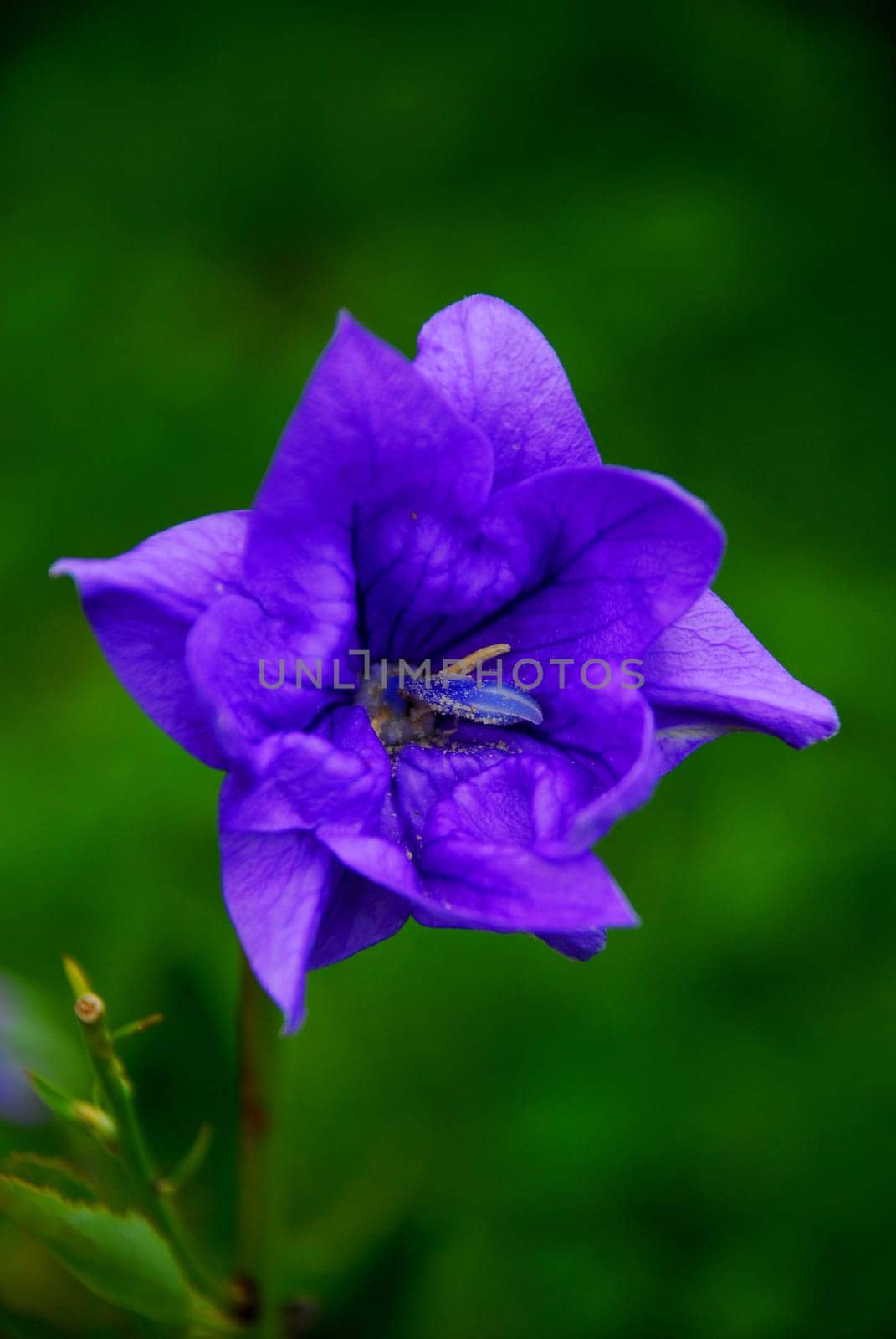 bellflower
