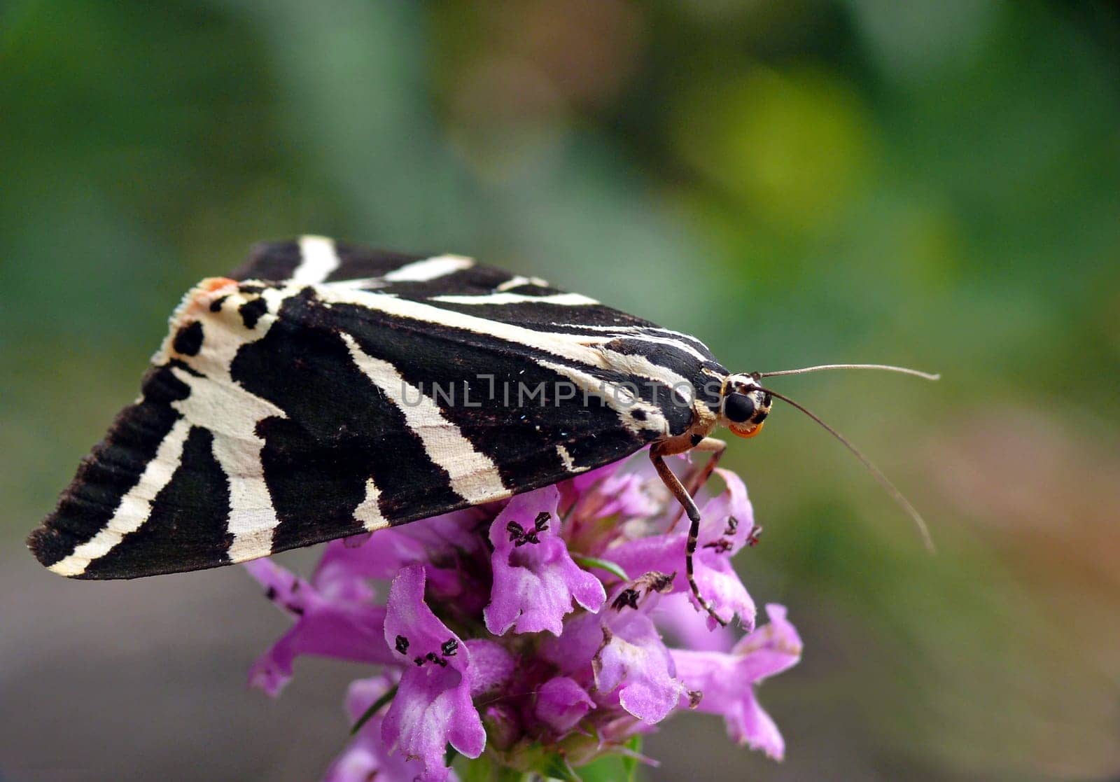 Euplagia quadripunctaria / Callimorpha quadripunctaria / Russian bear / Spanish flag / Jersey tiger - a moth of the family Arctiidae.