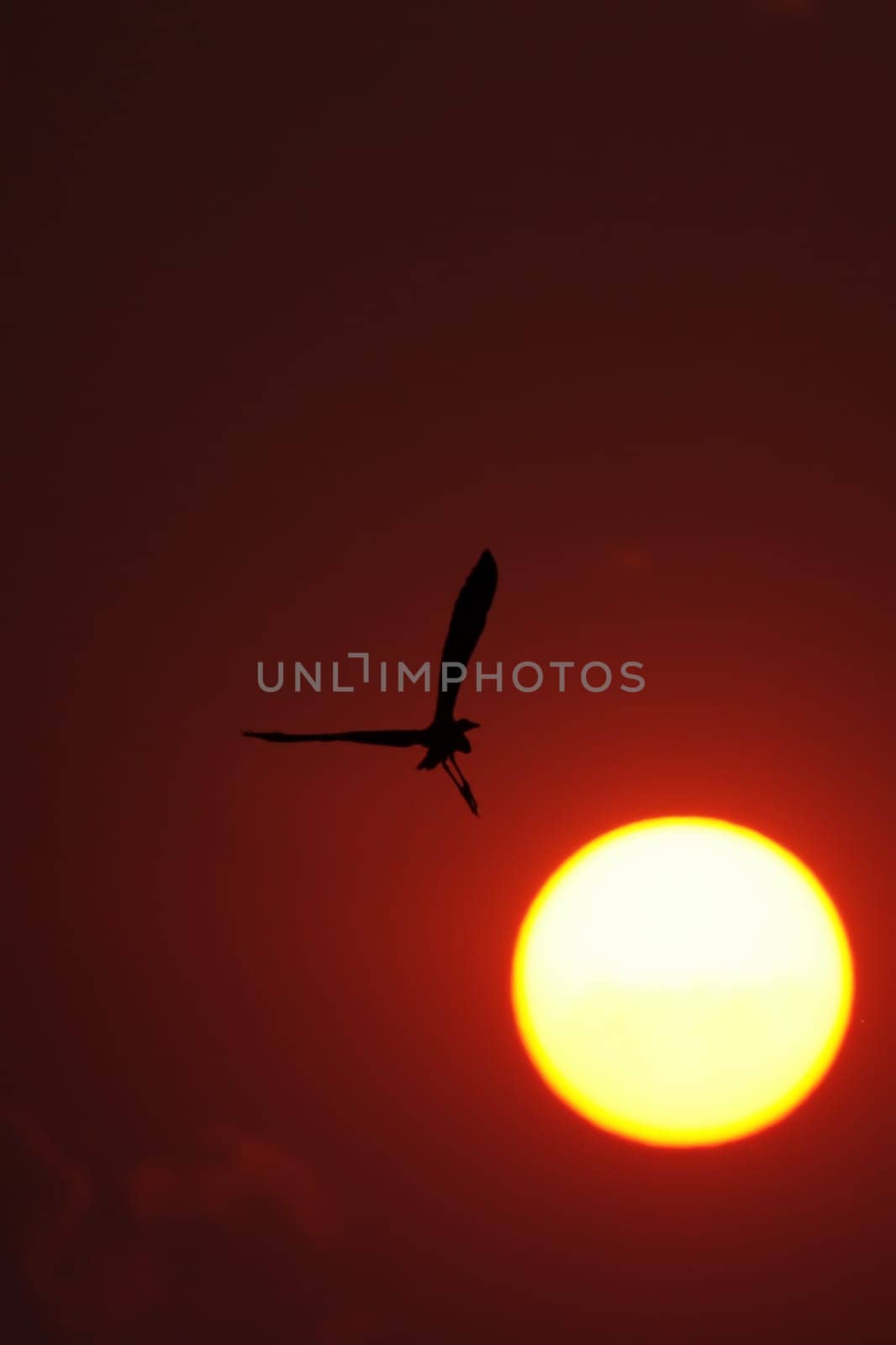 Heron flies into the sunset over the Okavango River in Botswana