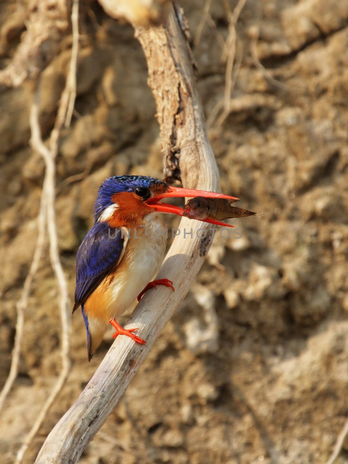 Malachite kingfisher (Alcedo cristata) with captured fish in the Okavango Delta,Botswana