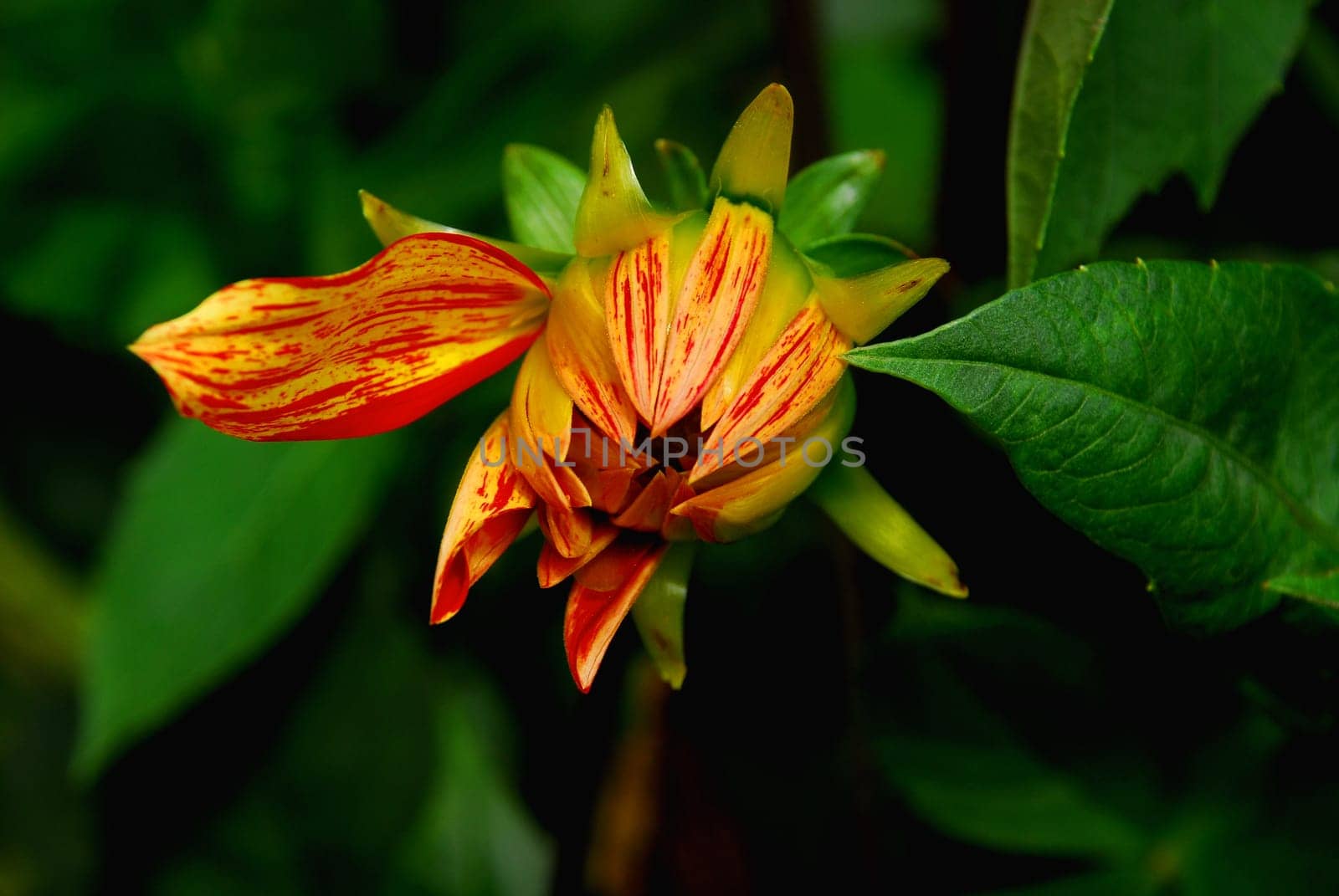 dahlia