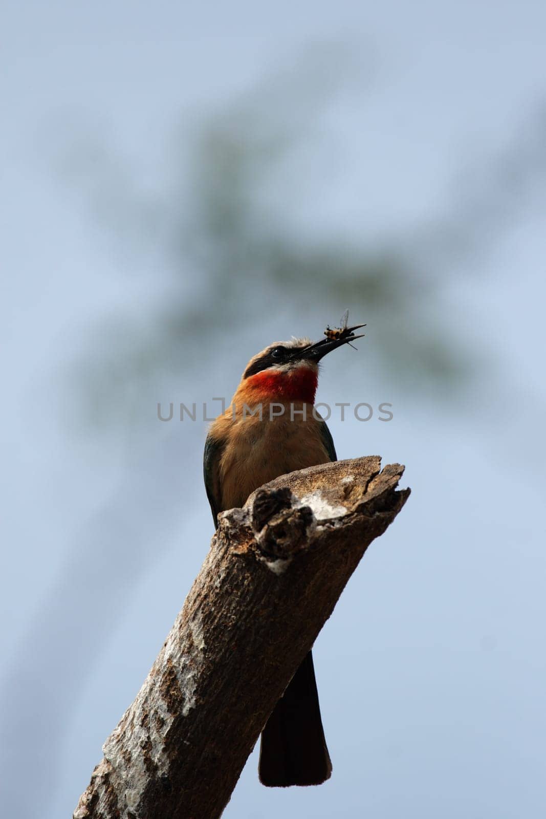 White-fronted bee-eater (Merops bullockoides)