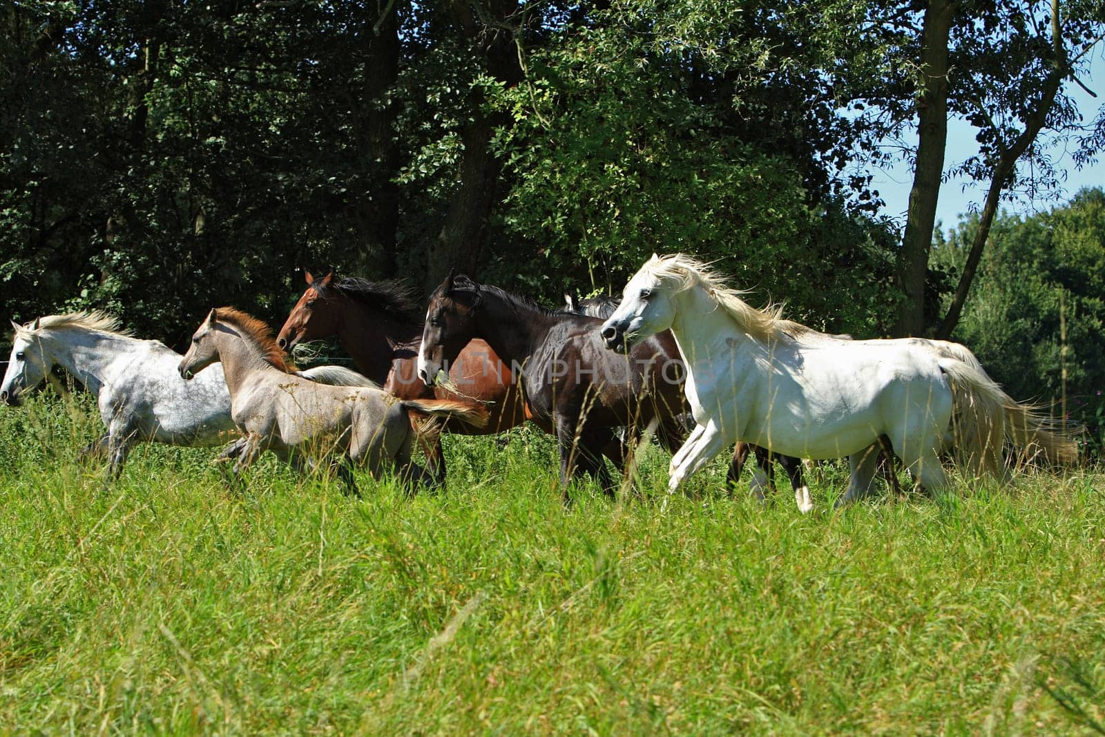 Herd of horses