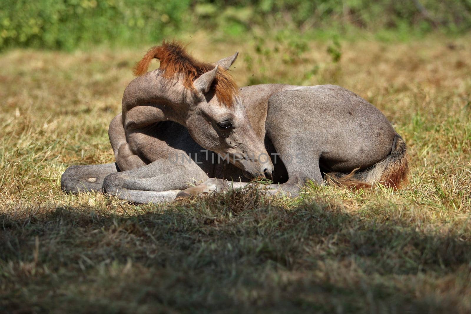 Riding pony foals