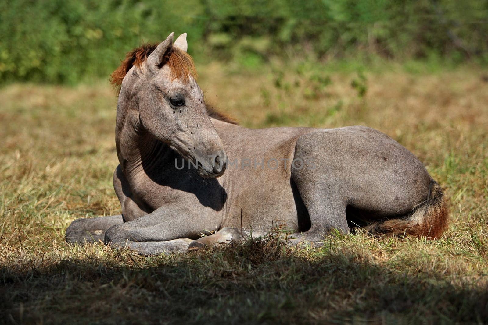 Riding pony foals