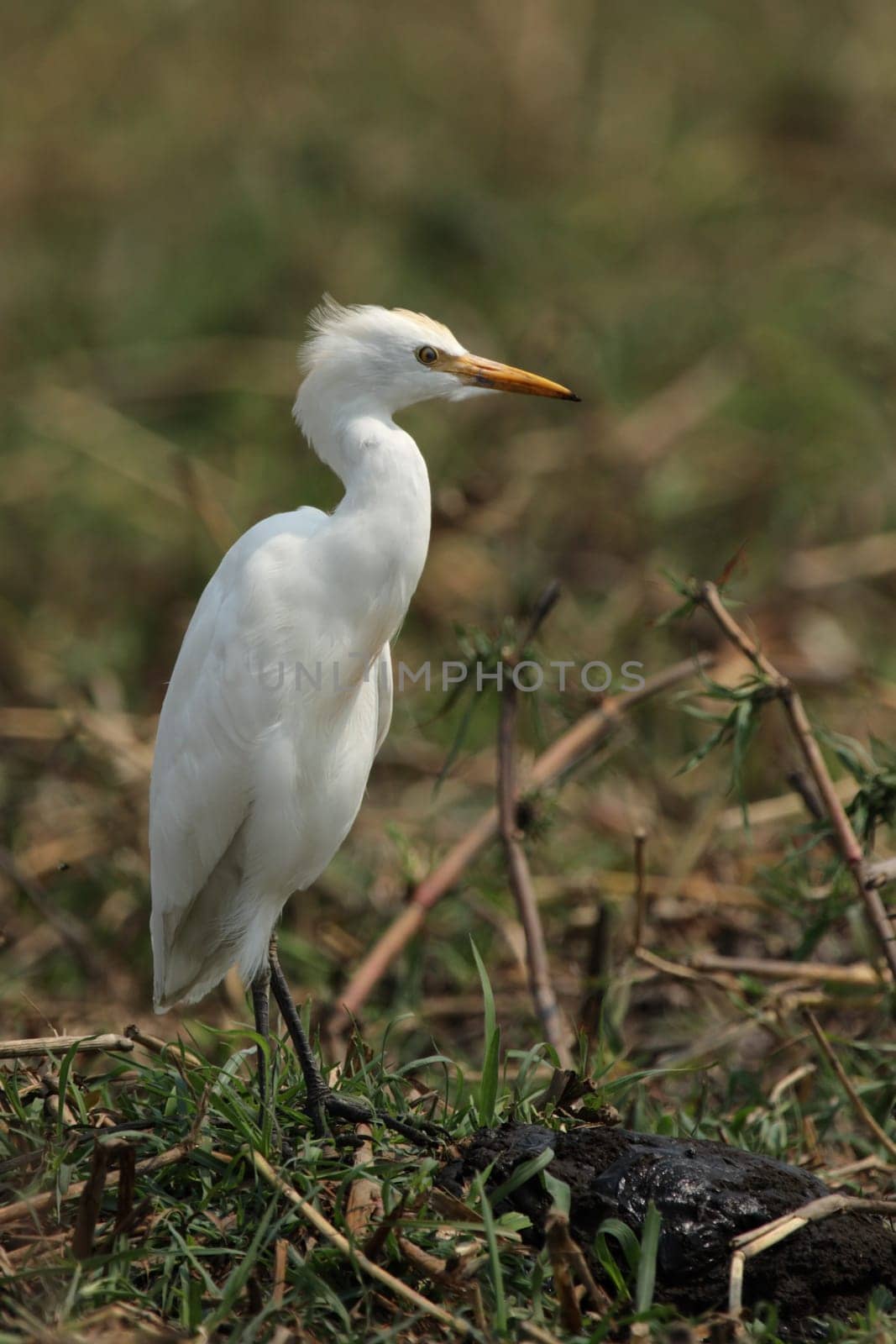 Medium heron (Ardea intermedia)
