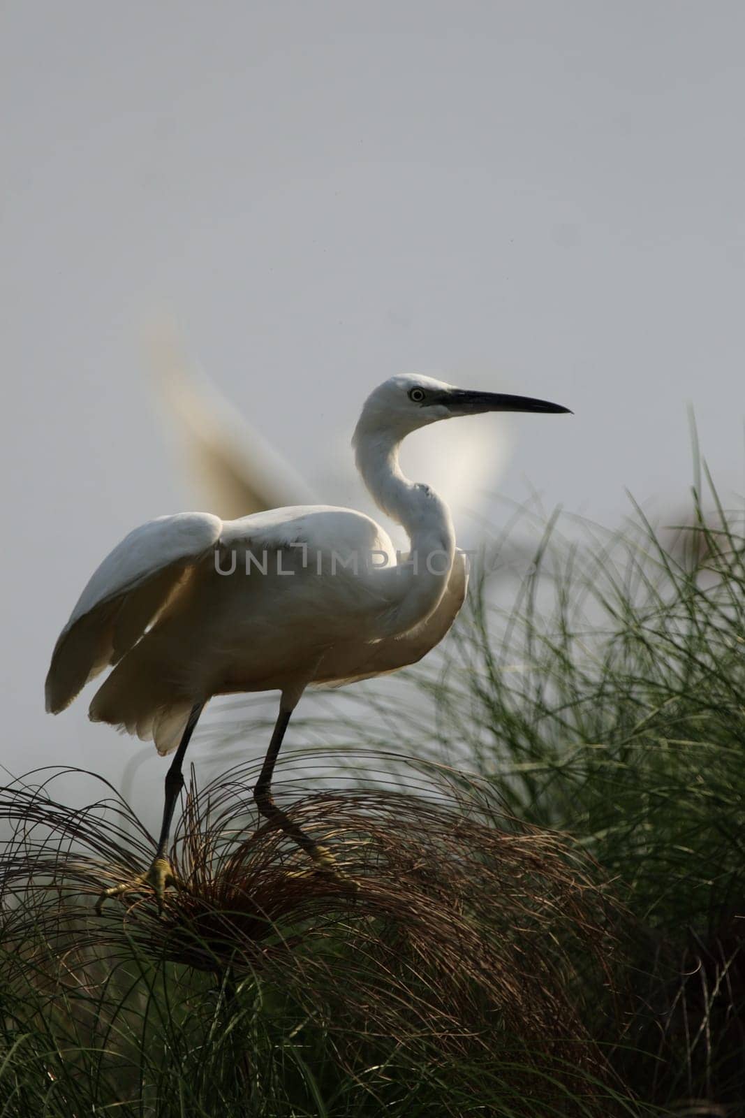 Little Egret (Egretta garzetta)