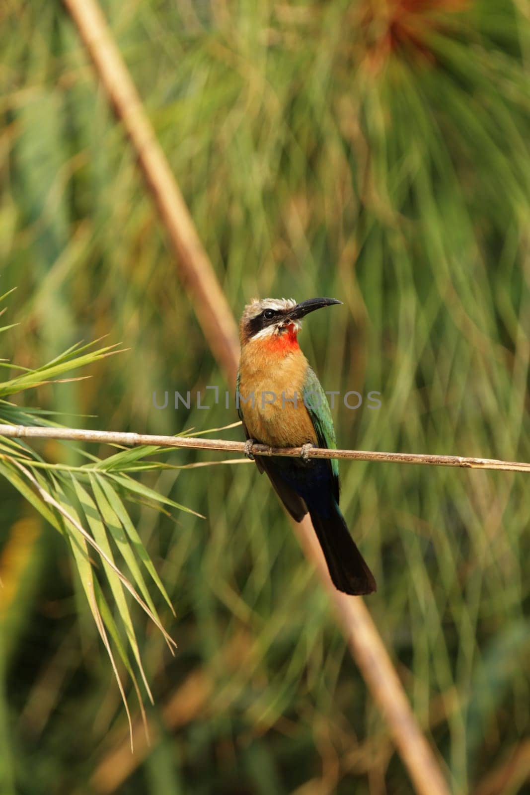 White-fronted bee-eater (Merops bullockoides)