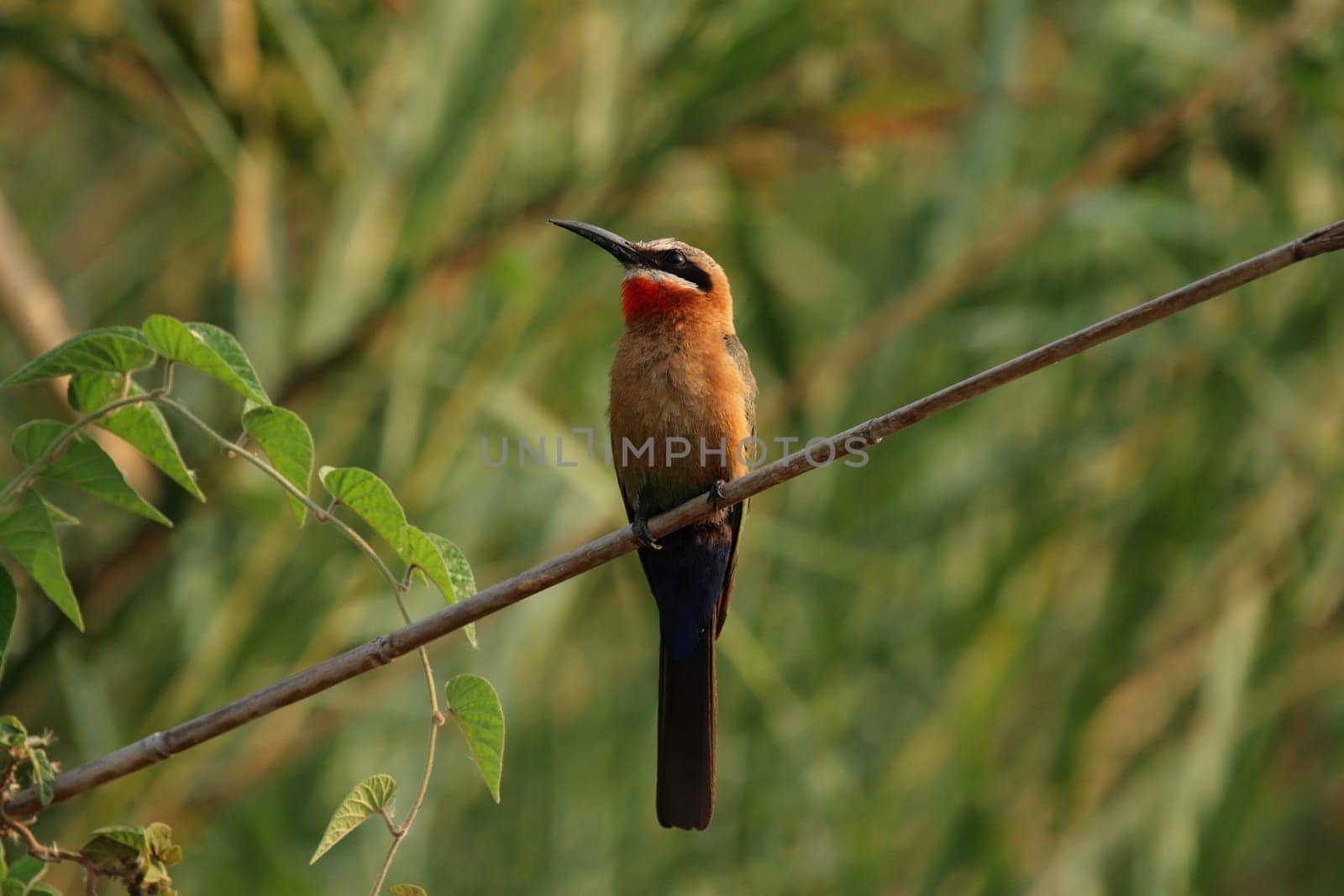 White-fronted bee-eater (Merops bullockoides)