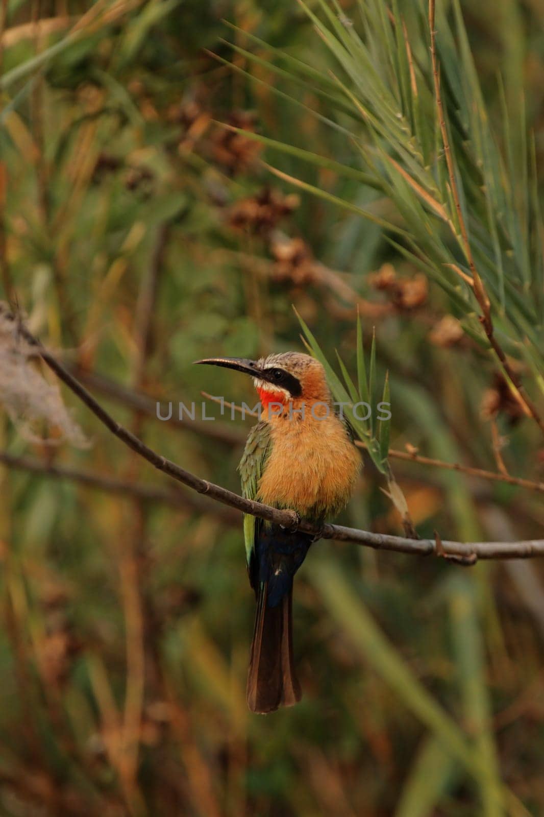 White-fronted bee-eater (Merops bullockoides)