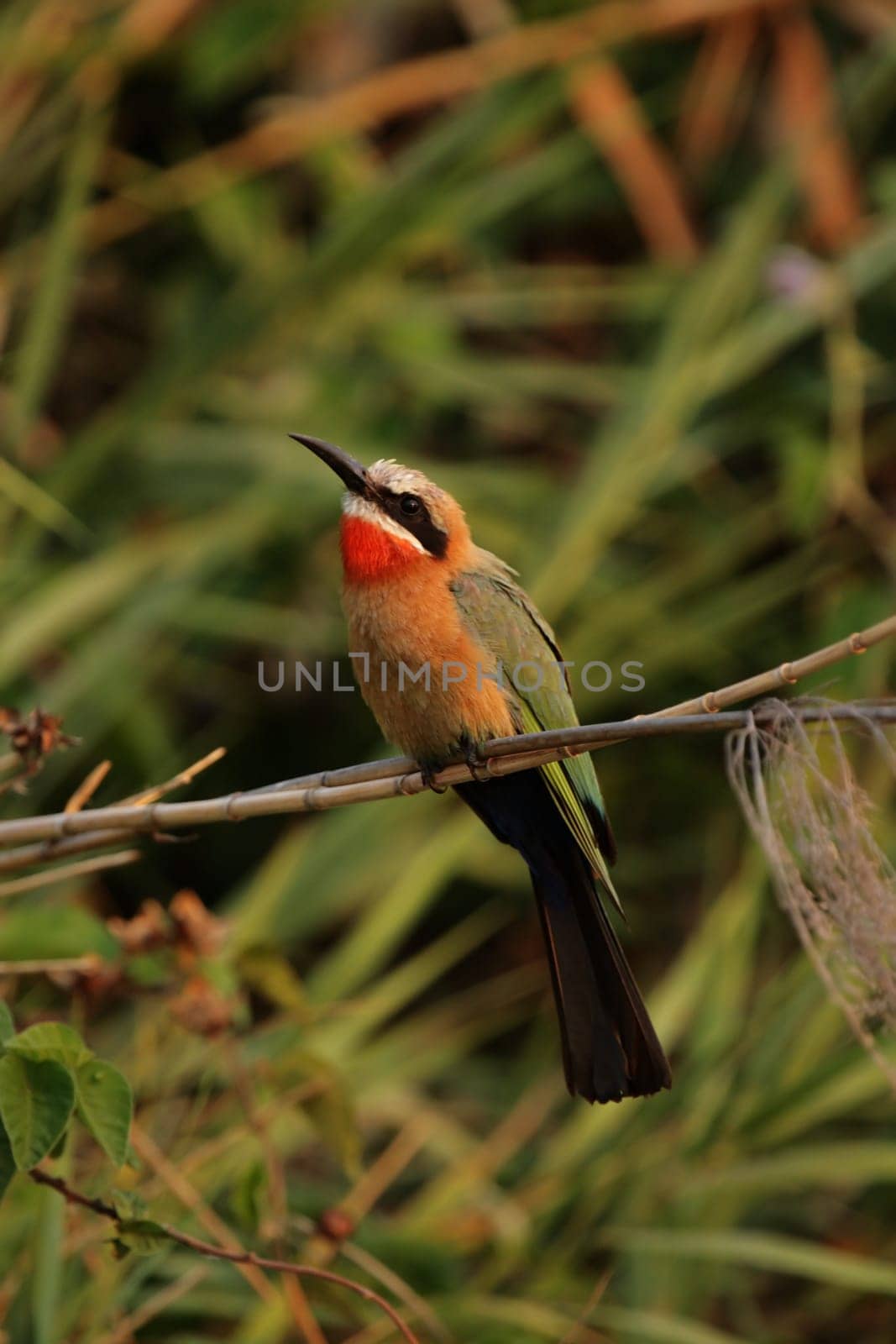 White-fronted bee-eater (Merops bullockoides)