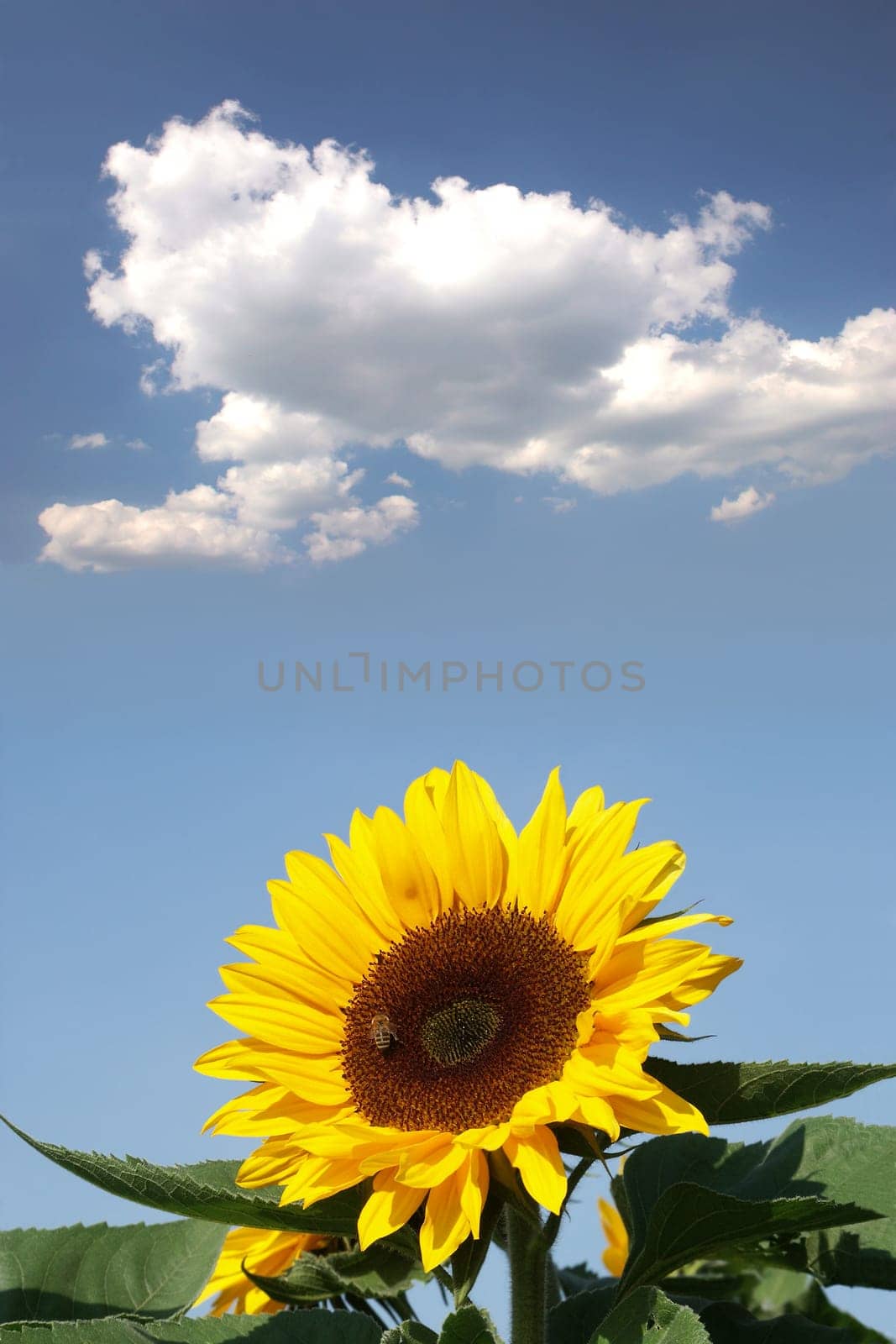 Sunflower with bee in front of wind turbine