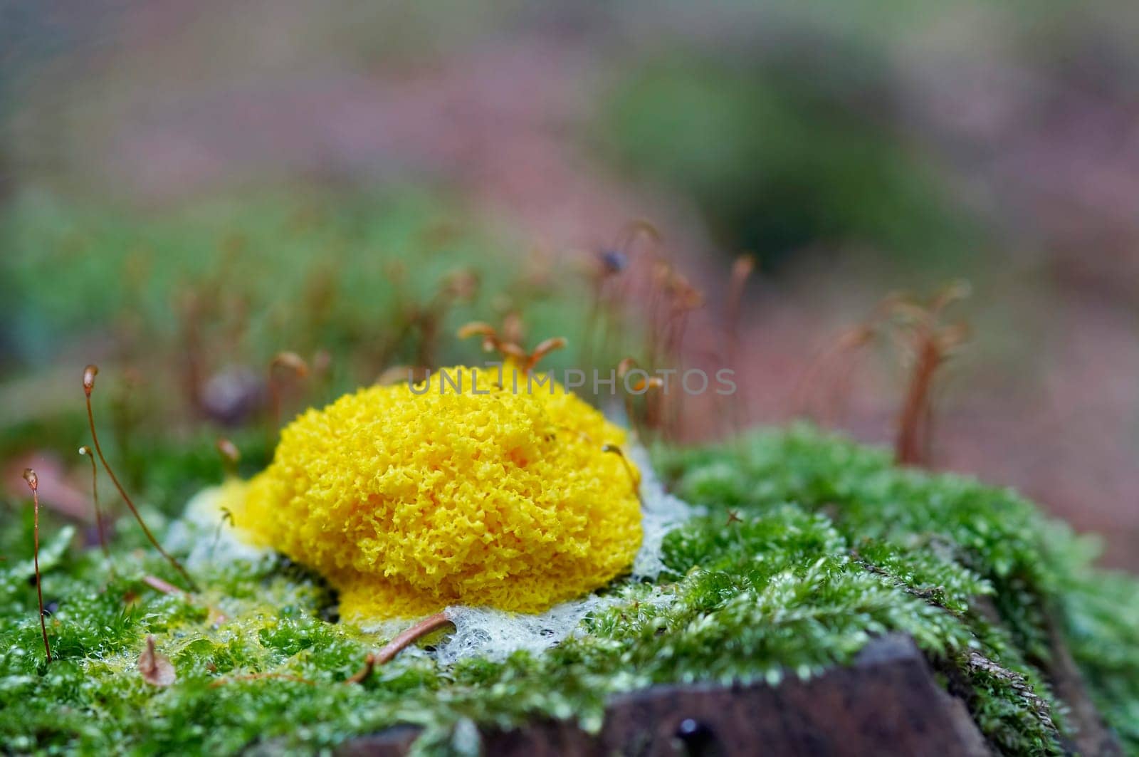 slime mould